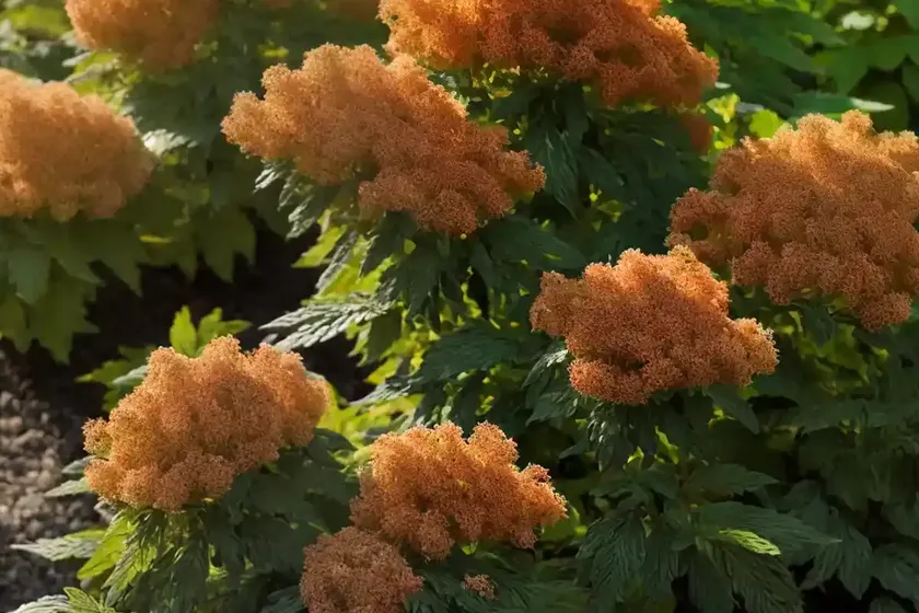Ninebark (physocarpus opulifolius ‘jefam’ amber jubilee)