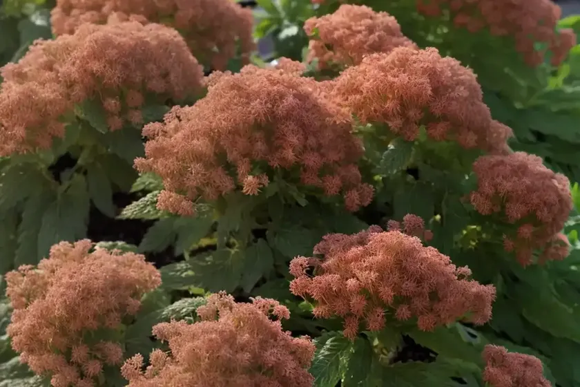 Ninebark (Physocarpus Opulifolius ‘Mindia’ COPPERTINA) — photo 2