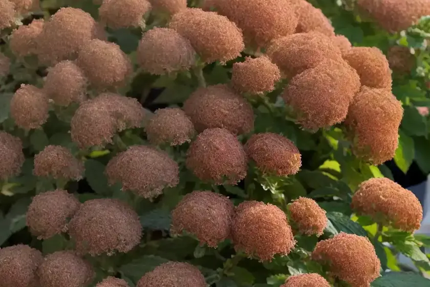Ninebark (Physocarpus Opulifolius ‘Mindia’ COPPERTINA) — photo 3