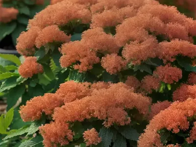 Ninebark (Physocarpus Opulifolius ‘Mindia’ COPPERTINA)