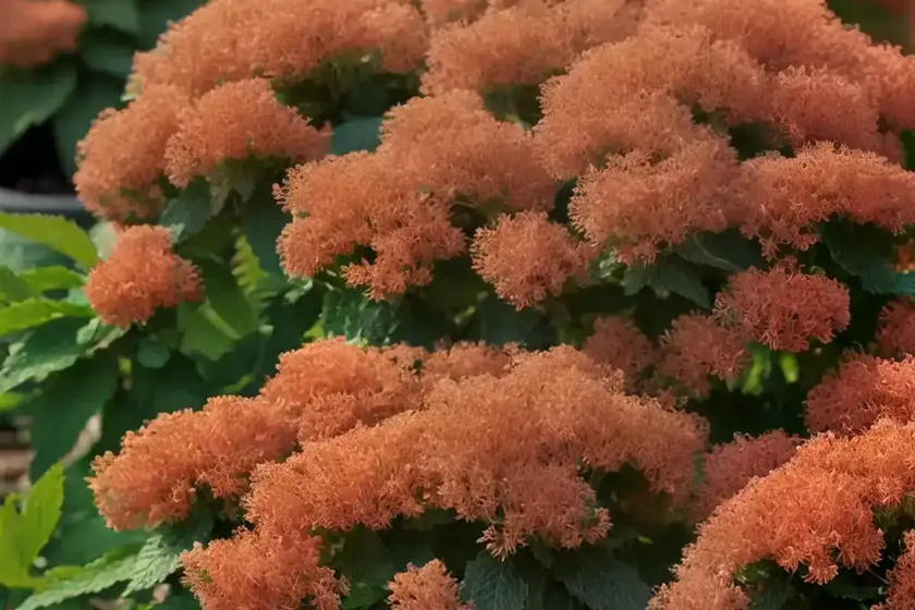 Ninebark (Physocarpus Opulifolius ‘Mindia’ COPPERTINA)