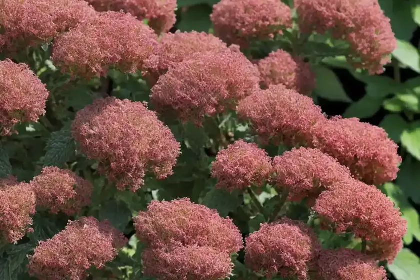 Ninebark (physocarpus opulifolius ‘n5’ panther) — photo 2