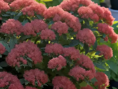 Ninebark (Physocarpus Opulifolius ‘N5’ PANTHER)