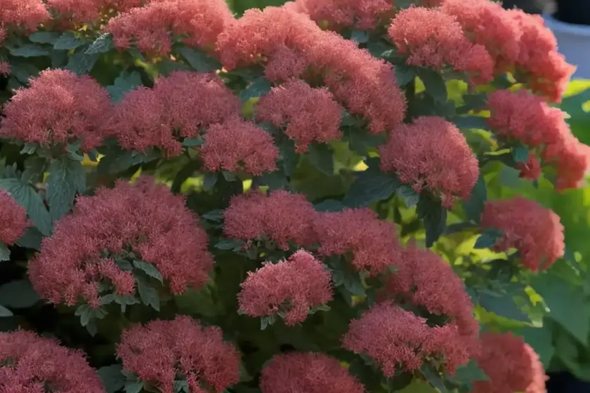 Ninebark (physocarpus opulifolius ‘n5’ panther)