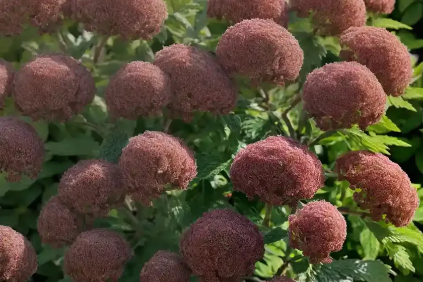 Ninebark (physocarpus opulifolius ‘nanus’) — photo 2