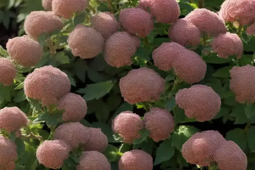 Ninebark (physocarpus opulifolius ‘nanus’) — photo 3