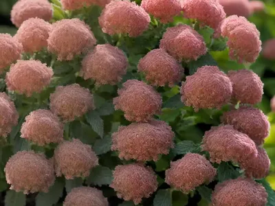 Ninebark (Physocarpus Opulifolius ‘Nanus’)