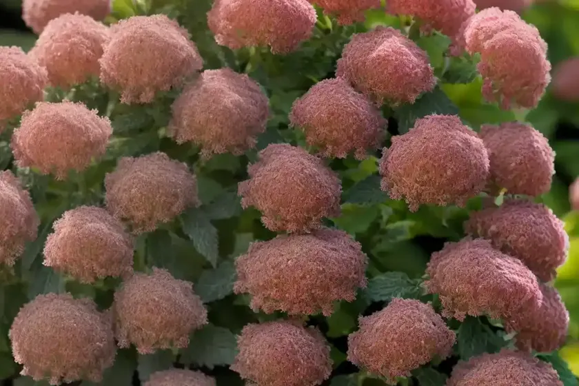 Ninebark (physocarpus opulifolius ‘nanus’)