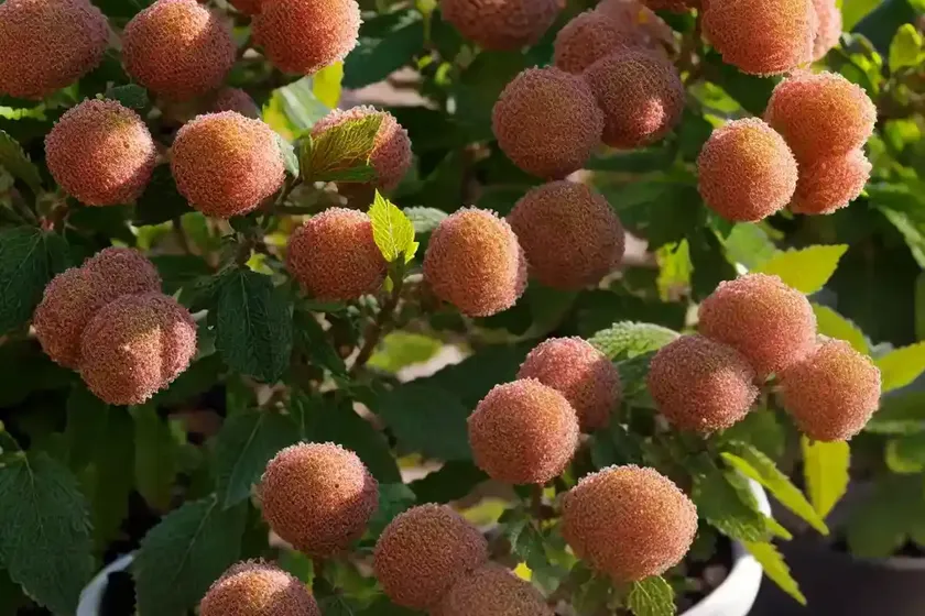 Ninebark (physocarpus opulifolius ‘podaras 3’ lemon candy) — photo 3