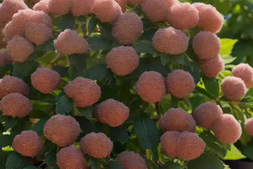 Ninebark (physocarpus opulifolius ‘podaras 3’ lemon candy)