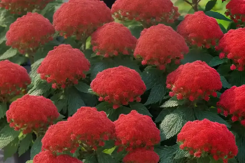 Ninebark (physocarpus opulifolius ‘ruby spice’) — photo 3