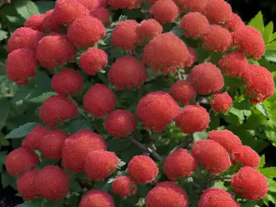 Ninebark (Physocarpus Opulifolius ‘Ruby Spice’)
