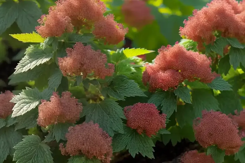Ninebark (physocarpus opulifolius ‘seward’ summer wine) — photo 2
