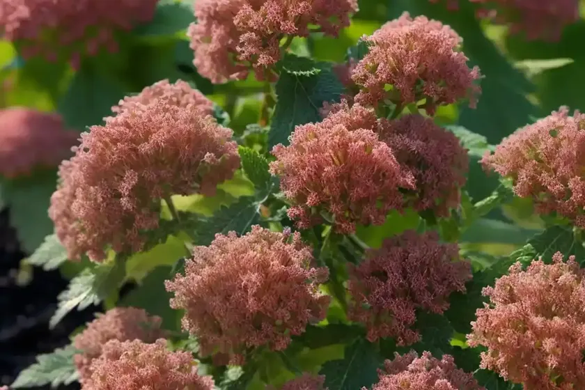 Ninebark (physocarpus opulifolius ‘seward’ summer wine) — photo 3