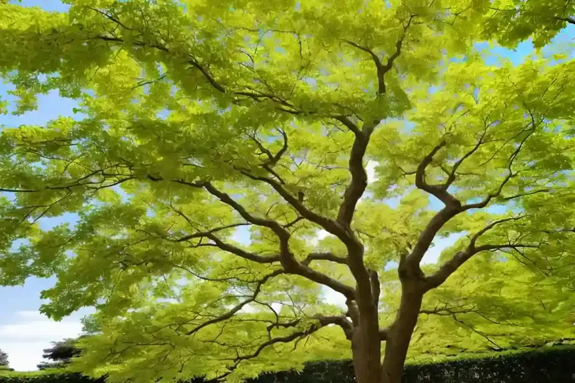 Nippon maple (acer nipponicum) — photo 2