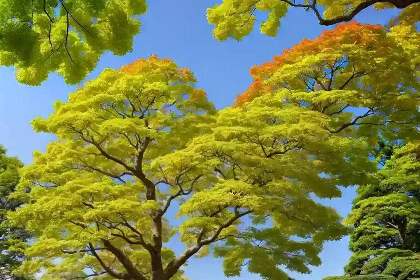 Nippon maple (acer nipponicum) — photo 3