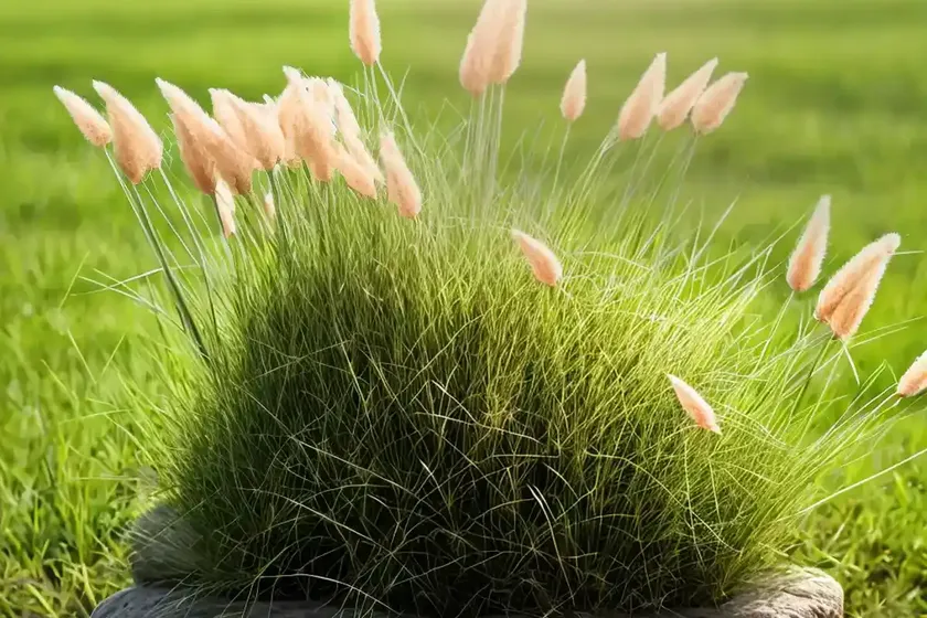 Nit-grass (gastridium ventricosum) — photo 2