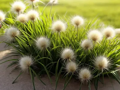 Nit-Grass (Gastridium Ventricosum)