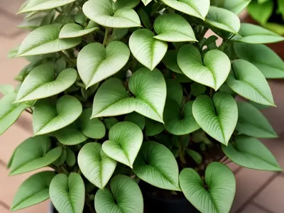 Nodding Spurge (Euphorbia Nutans)