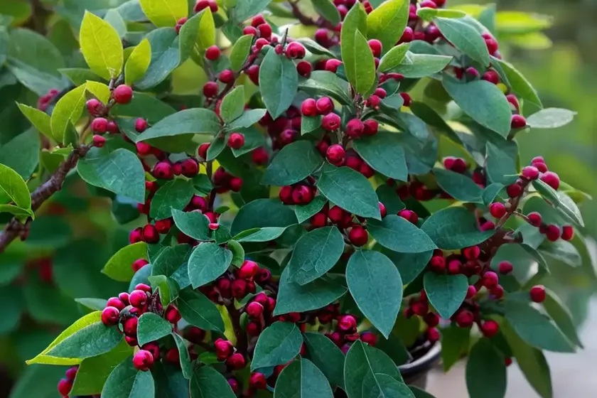 Nordic inkberry (ilex glabra ‘chamzin’ nordic) — photo 2