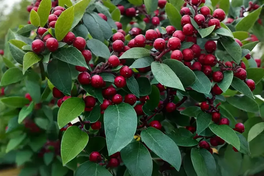 Nordic inkberry (ilex glabra ‘chamzin’ nordic) — photo 3