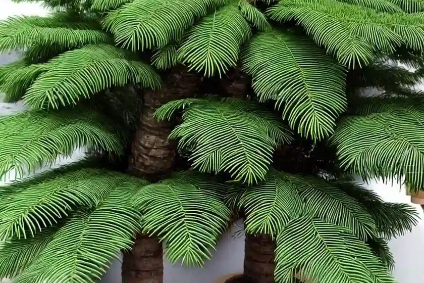 Norfolk island pine (araucaria heterophylla) — photo 2
