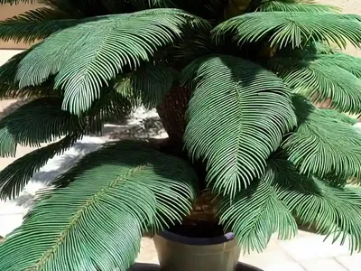 Norfolk Island Pine (Araucaria Heterophylla)