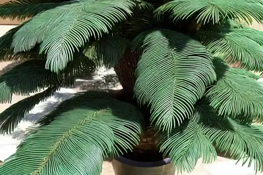 Norfolk island pine (araucaria heterophylla)
