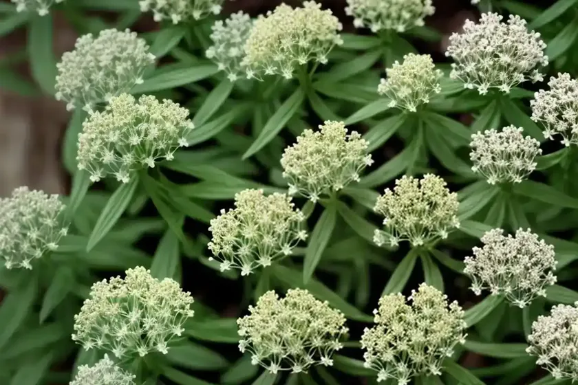 Northern bedstraw (galium boreale) — photo 2