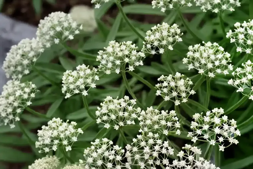 Northern bedstraw (galium boreale) — photo 3