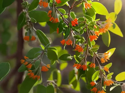 Northern Bush Honeysuckle (Diervilla Lonicera)