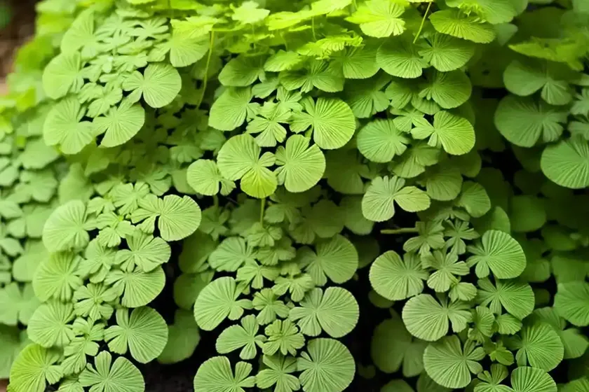 Northern maidenhair fern (adiantum pedatum) — photo 2