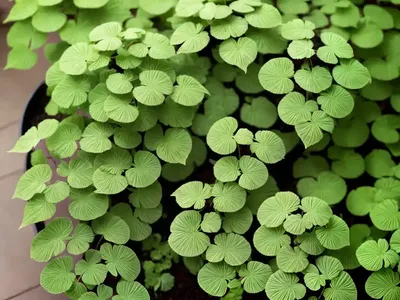 Northern Maidenhair Fern (Adiantum Pedatum)