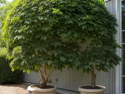 Northern Pin Oak (Quercus Ellipsoidalis)
