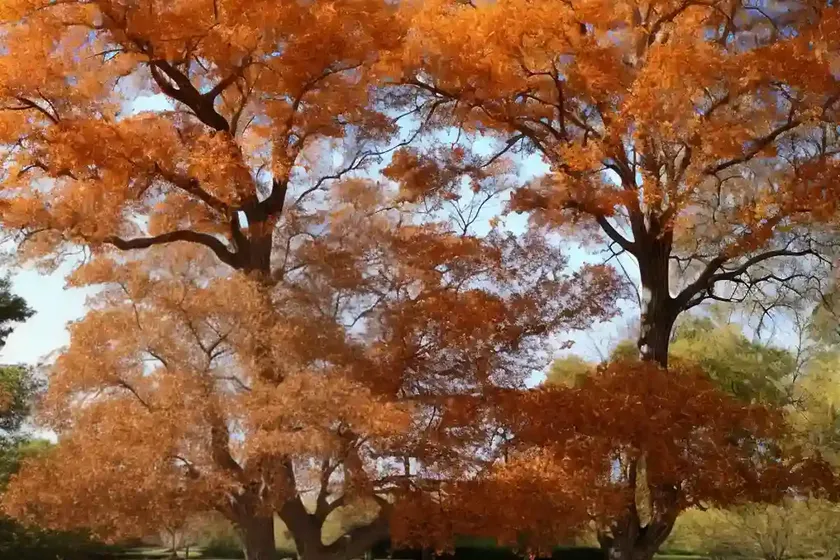 Northern red oak (quercus rubra) — photo 2