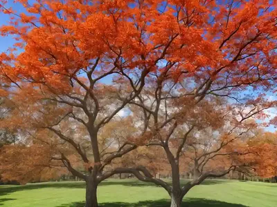 Northern Red Oak (Quercus Rubra)