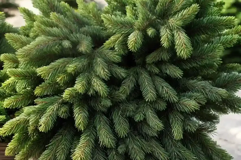 Norway spruce (picea abies) — photo 3