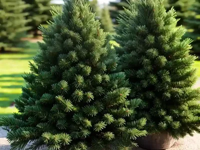 Norway Spruce (Picea Abies)