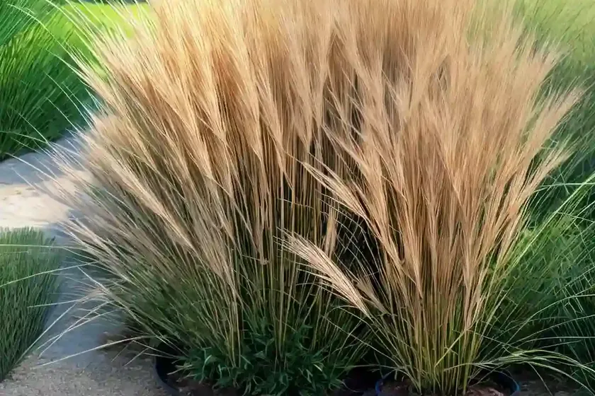 Nut Grass (Cyperus Rotundus) — photo 2