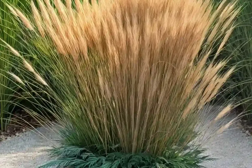 Nut Grass (Cyperus Rotundus) — photo 3