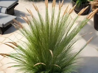 Nut Grass (Cyperus Rotundus)