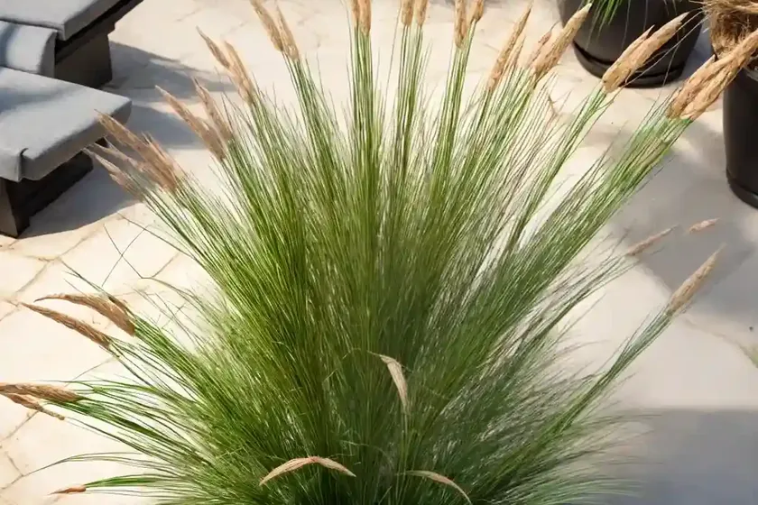 Nut Grass (Cyperus Rotundus)