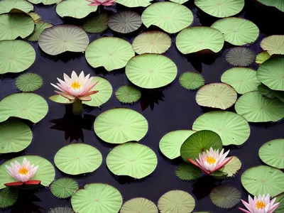 Nymphaea ‘Escarboucle’ (Hardy Water Lily)