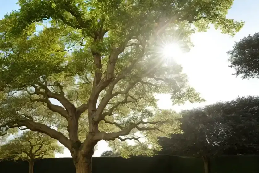 Oak (quercus) — photo 3