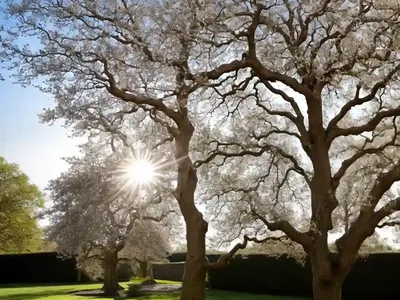 Oak (Quercus)