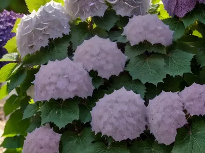 Oakleaf Hydrangea (Hydrangea Quercifolia ‘Amethyst’)