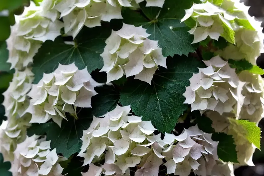 Oakleaf hydrangea (hydrangea quercifolia ‘brido’ snow flake) — photo 3