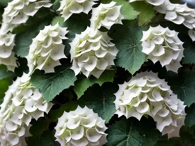 Oakleaf Hydrangea (Hydrangea Quercifolia ‘Brido’ SNOW FLAKE)