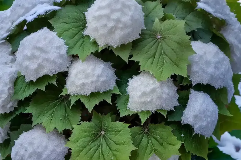 Oakleaf hydrangea (hydrangea quercifolia ‘flemygea’ snow queen) — photo 3