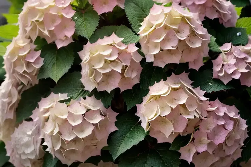 Oakleaf hydrangea (hydrangea quercifolia ‘queen of hearts’) — photo 2